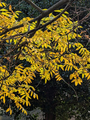 Sophora