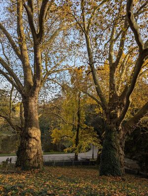 Platanes