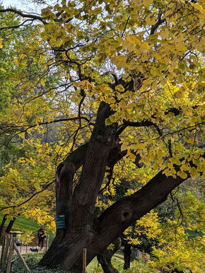 Sophora