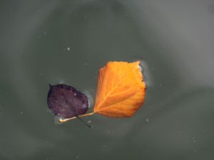 Au delà de l'eau : Exposition 42