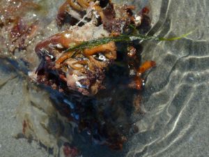 Au delà de l'eau : Exposition 51