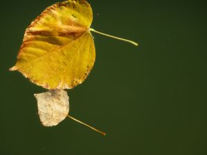 Au delà de l'eau : Exposition 27