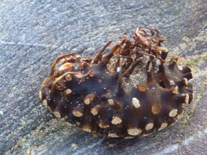 Au delà de l'eau : Exposition 37