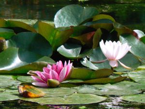 Au delà de l'eau : Exposition 52