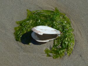 Au delà de l'eau : Exposition 50