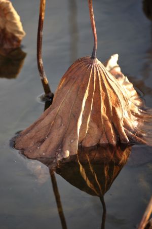 Au delà de l'eau : Exposition 15