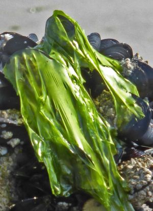 Au delà de l'eau : Exposition 21