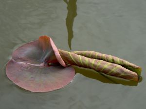 Au delà de l'eau : Exposition 24