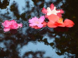 Au delà de l'eau : Exposition 45