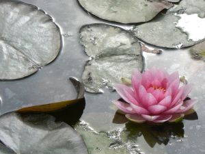 Au delà de l'eau : Exposition 25