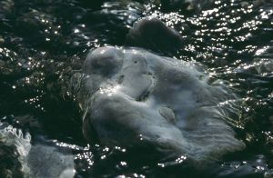 Au delà de l'eau : Exposition 4