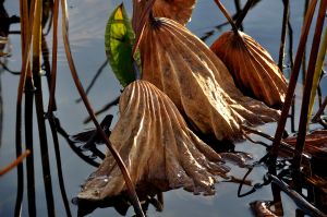 Au delà de l'eau : Exposition 16