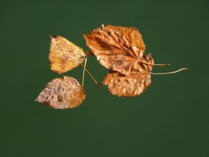 Au delà de l'eau : Exposition 28