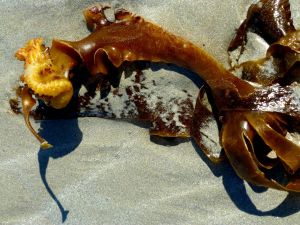 Au delà de l'eau : Exposition 48