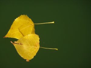 Au delà de l'eau : Exposition 26