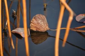 Au delà de l'eau : Exposition 13