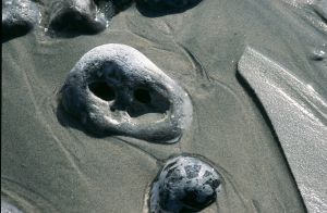 Au delà de l'eau : Exposition 5