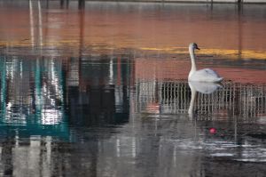 Bassin de la Villette et canal de l'Ourcq 16