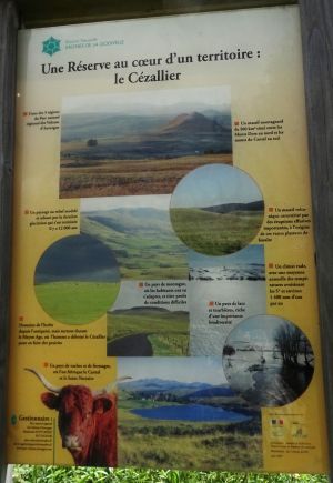 Cézallier 36