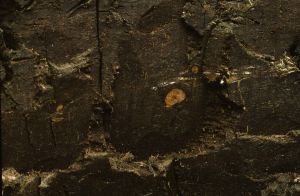 Cézallier 21
