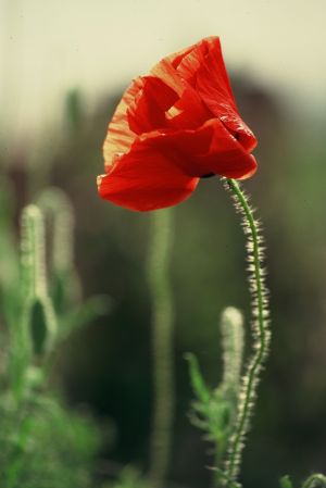 Coquelicots 13
