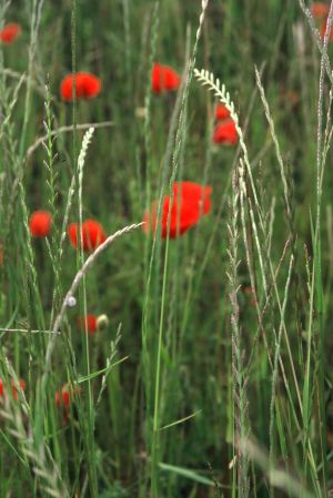 Coquelicots 9