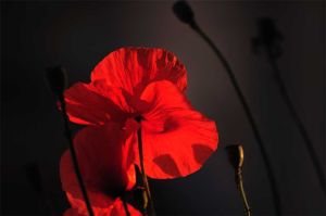 Coquelicots 33