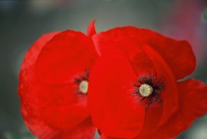 Coquelicots 19