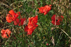 Coquelicots 30
