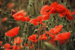 Coquelicots 21