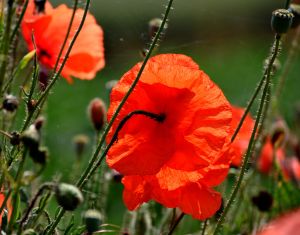 Coquelicots 27