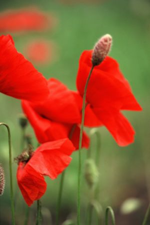 Coquelicots 8