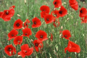 Coquelicots 4