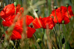 Coquelicots 31