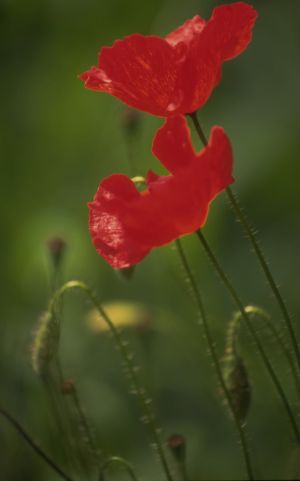 Coquelicots 38