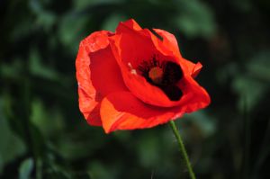 Coquelicots 35