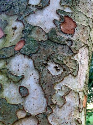 Zelkova carpinifolia 1