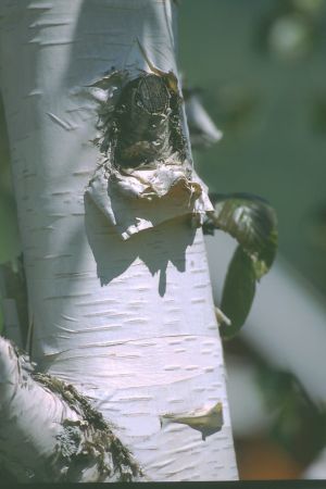 Bouleau de l'Hymalaya 1