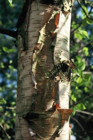 Bouleau à papier 18