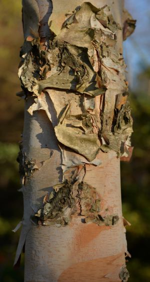 Bouleau à papier 16