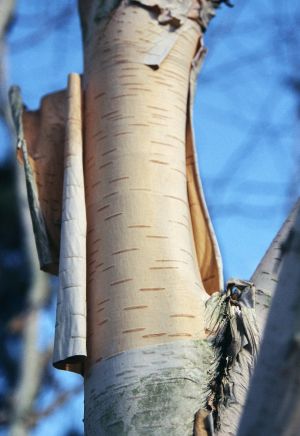 Bouleau de l'Hymalaya 11