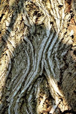 Noyer ailé du Caucase 1