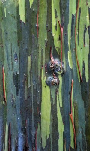 Eucalyptus arc-en-ciel 2