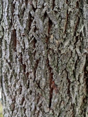 Copalme d amerique 2