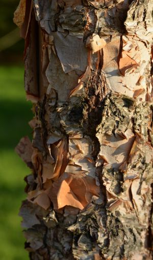 Bouleau à papier 19