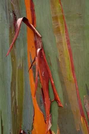 Eucalyptus arc-en-ciel 8