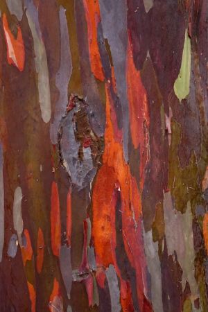 Eucalyptus arc-en-ciel 7