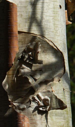 Bouleau à papier 10