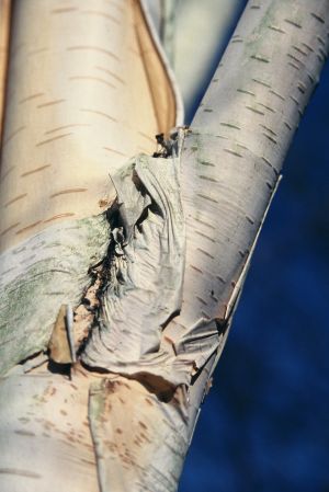 Bouleau de l'Hymalaya 6