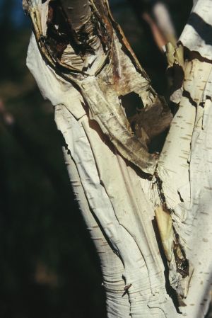 Bouleau de l'Hymalaya 8